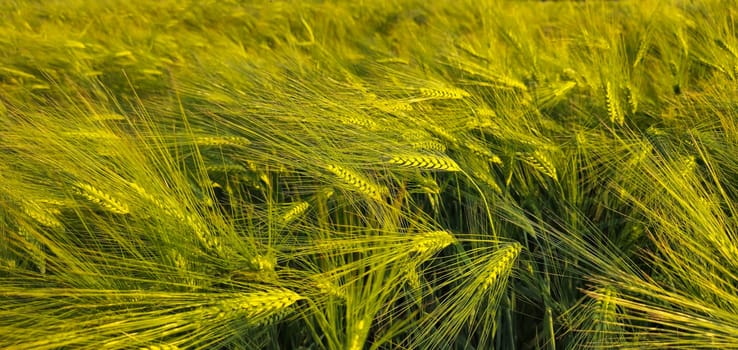 rye in the evening light on the field, ranch