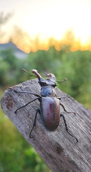 stag beetle sits on a stump at sunset, wild nature
