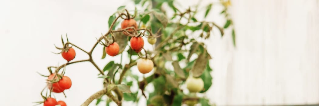 Tomatoes are hanging on a branch in the greenhouse. The concept of gardening and life in the country.