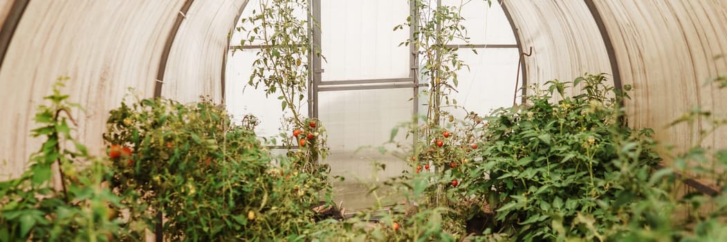 Tomatoes are hanging on a branch in the greenhouse. The concept of gardening and life in the country. A large greenhouse for growing homemade tomatoes