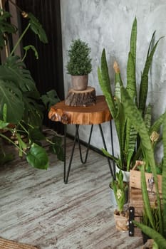 A fragment of the interior with a variety of indoor plants and plaster sculptures. Urban jungle concept. Biophilia design.