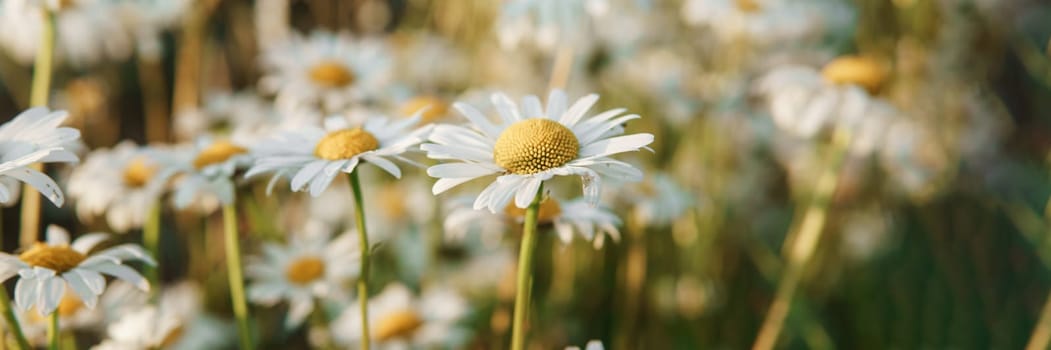 Chamomile flowers in close-up. A large field of flowering daisies. The concept of agriculture and the cultivation of useful medicinal herbs