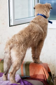 A fawncolored dog from the Sporting Group stands on a wooden couch, wearing a collar, looking out a window. As a carnivore, it is a loyal companion dog with a wagging tail