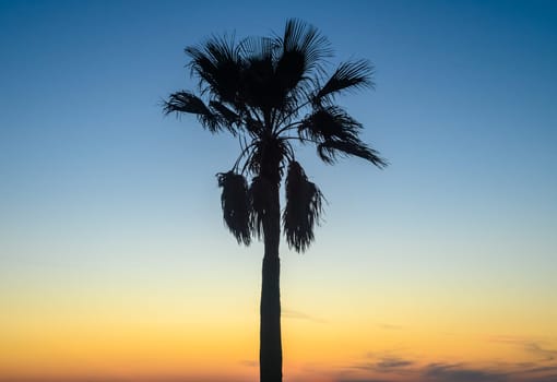 silhouette of a tropical palm tree against a sunset background 1