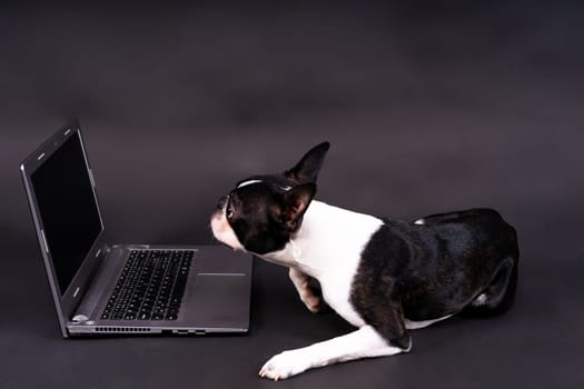 The dog uses laptop. Boston terrier looks at something, communicates with someone