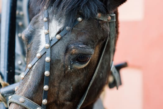 Headshot of purebred horse against natural background at rural ranch on horse show summertime