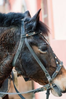 Headshot of purebred horse against natural background at rural ranch on horse show summertime