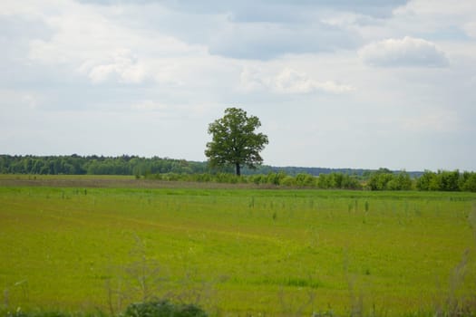 A lonely oak tree standing in the middle of a field. High quality photo