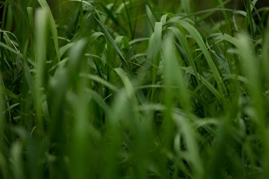 Feather grass steppe closeup. Wind blowing feather grass, green background. Feather grass at park during wind. Feather-grass flutters in the wind and shines in the suns rays. Natural concept. High quality photo