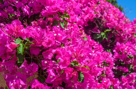 Pink bougainvillea flowers in the park