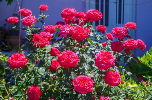 Red Roses close-up in garden