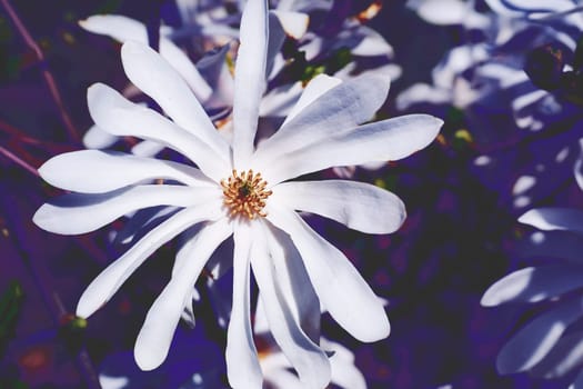 a tree or shrub with large, typically creamy-pink, waxy flowers. Magnolias are widely grown as ornamental trees