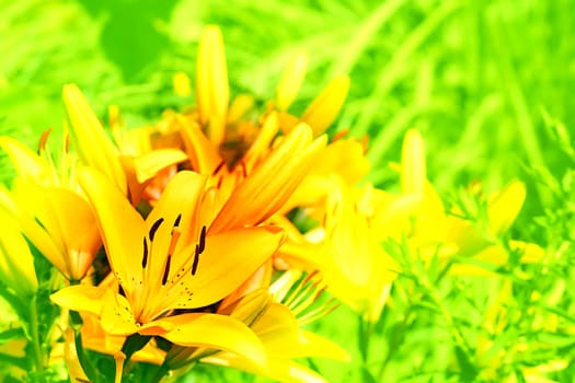 a lily that bears large yellow, red, or orange flowers