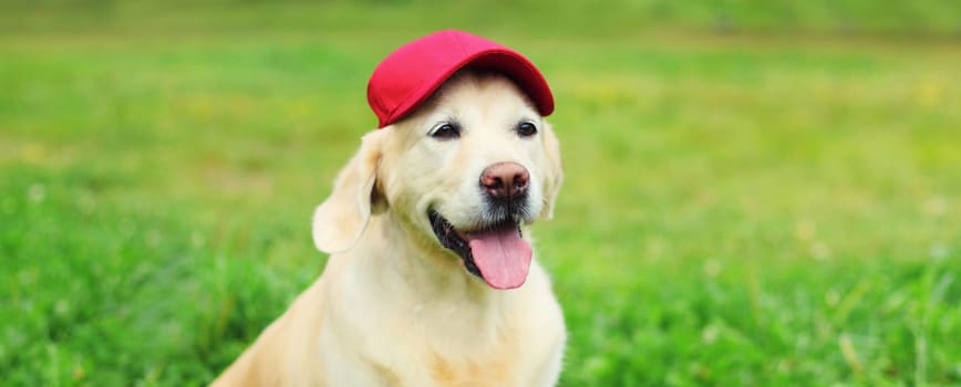 Portrait of Golden Retriever dog in red baseball cap sitting on green grass in summer park