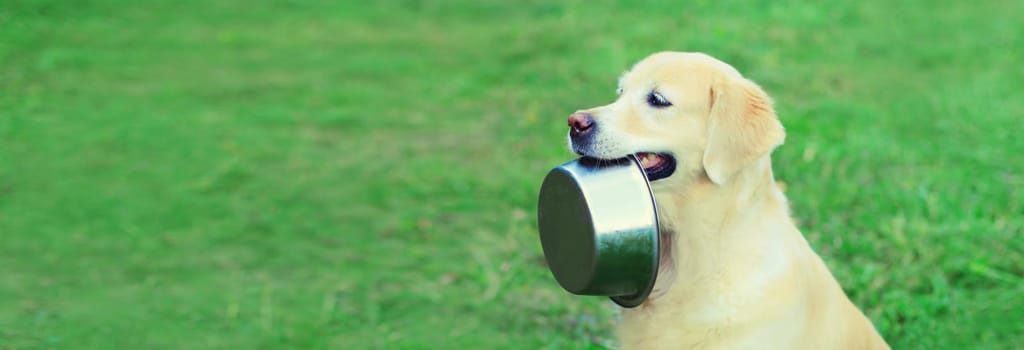 Golden Retriever dog holds empty bowl in teeth asking for food outdoors in summer park