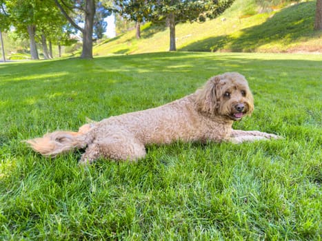 Cute Fluffy Cavapoo Dog on the Grass in a Park