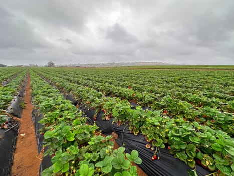 Strawberry picking in strawberry field on fruit farm. Fresh ripe organic strawberry. Family Activity