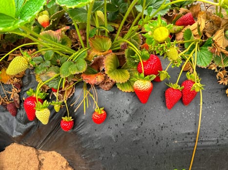 Strawberry picking in strawberry field on fruit farm. Fresh ripe organic strawberry. Family Activity