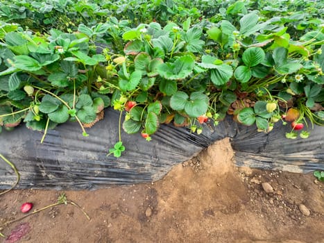 Strawberry picking in strawberry field on fruit farm. Fresh ripe organic strawberry. Family Activity