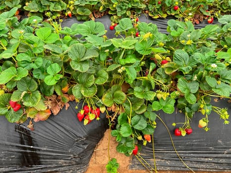 Strawberry picking in strawberry field on fruit farm. Fresh ripe organic strawberry. Family Activity