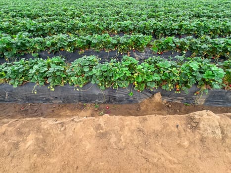 Strawberry picking in strawberry field on fruit farm. Fresh ripe organic strawberry. Family Activity