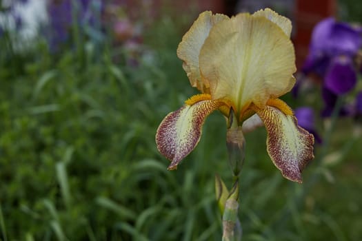 Close-up photo of a yellow bearded iris flower on a background of green grass. Botany.