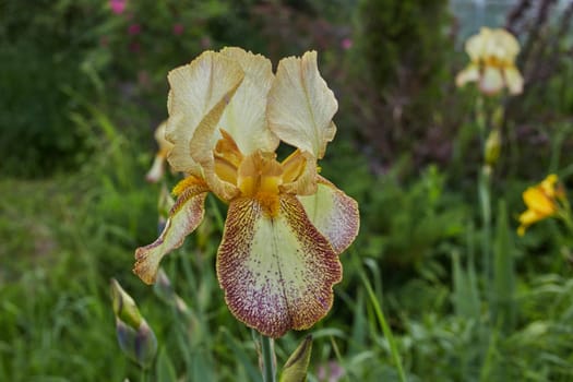 Close-up photo of a yellow bearded iris flower on a background of green grass. Botany.