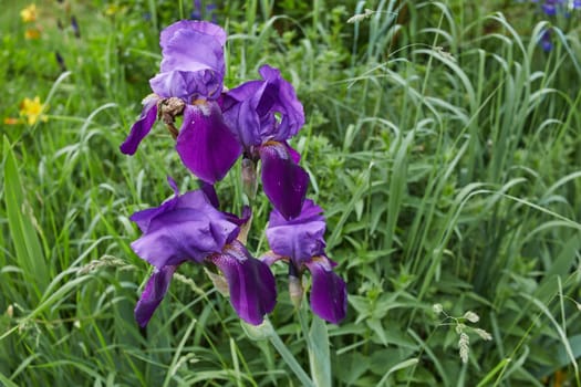 Close-up photo of a violet bearded iris flower on a background of green grass. Botany.