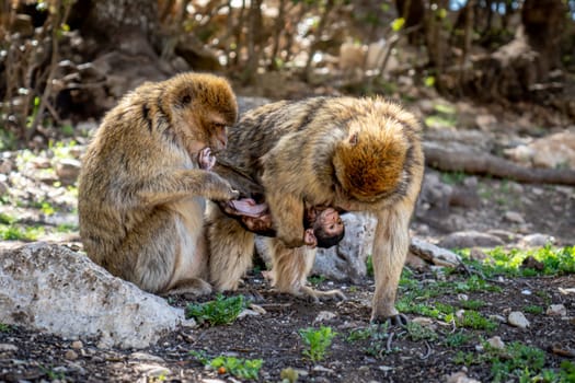 Two Monkeys with Baby in Cedar Forest of Ifrane, Morocco