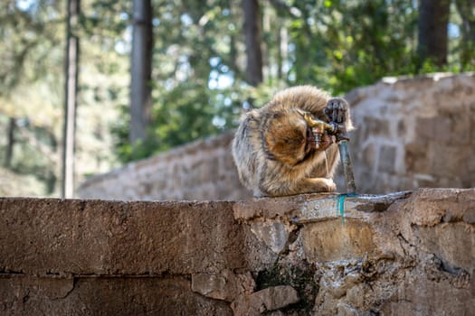 Monkey Drinking Water in Cedar Forest of Ifrane, Morocco