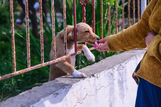 woman petting a small dog over the fence 3