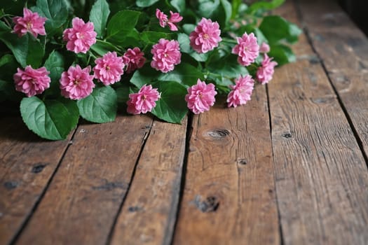 Vibrant pink blooms offer a contrast to the rustic, knotted wood backdrop, melding natural and rural aesthetics.