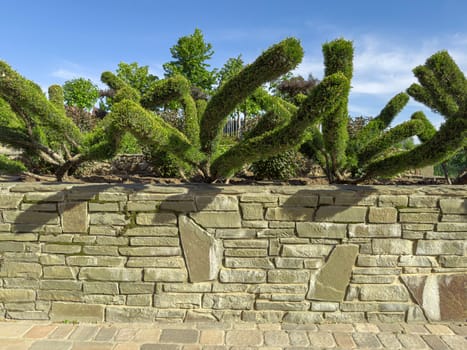 decorative shrubs on a stone foundation in close-up. photo