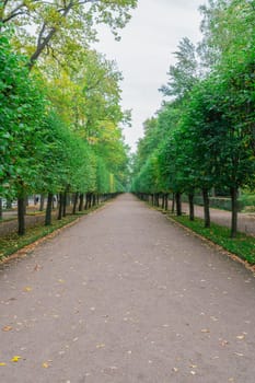 a long alley with trimmed trees in the park. photo