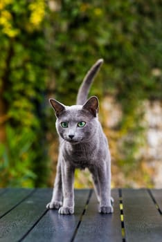 Blue cat sitting on wooden table with green background, sitting in a garden.