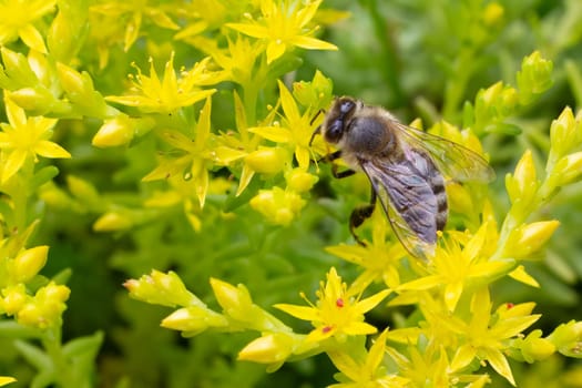 Close-up blooming Sedum acre Aureum with a bee gathering pollen from a flower. Honey plant.