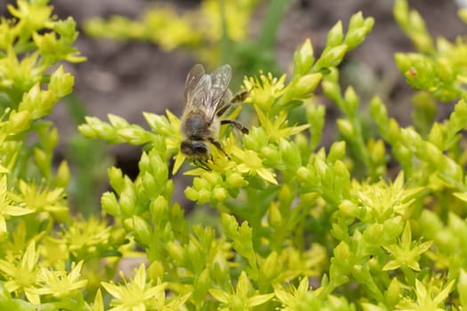 Close-up blooming Sedum acre Aureum with a bee gathering pollen from a flower. Honey plant.