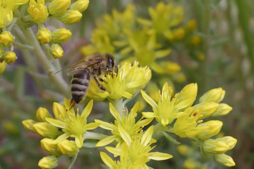 Close-up blooming Sedum acre Aureum with a bee gathering pollen from a flower. Honey plant.