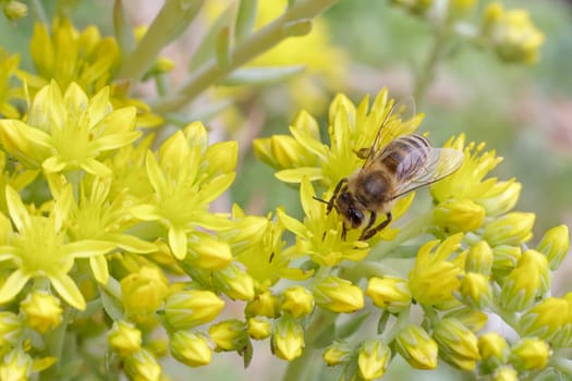 Close-up blooming Sedum acre Aureum with a bee gathering pollen from a flower. Honey plant.