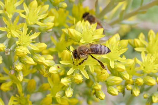 Close-up blooming Sedum acre Aureum with a bee gathering pollen from a flower. Honey plant.