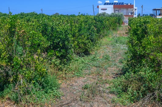 plum garden in spring in Cyprus 1