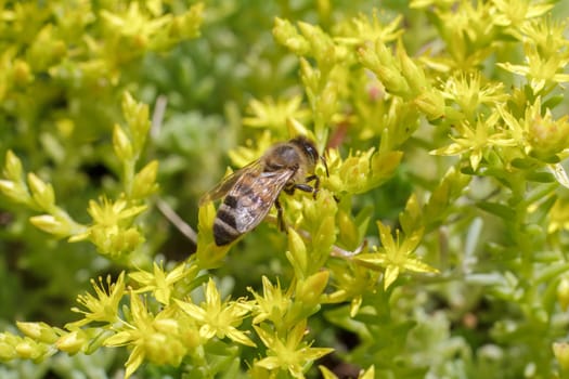 Close-up blooming Sedum acre Aureum with a bee gathering pollen from a flower. Honey plant.