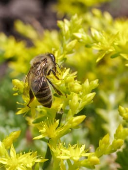 Close-up blooming Sedum acre Aureum with a bee gathering pollen from a flower. Honey plant.