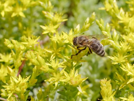 Close-up blooming Sedum acre Aureum with a bee gathering pollen from a flower. Honey plant.