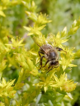 Close-up blooming Sedum acre Aureum with a bee gathering pollen from a flower. Honey plant.