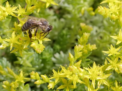 Close-up blooming Sedum acre Aureum with a bee gathering pollen from a flower. Honey plant.