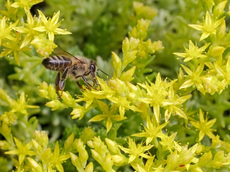 Close-up blooming Sedum acre Aureum with a bee gathering pollen from a flower. Honey plant.