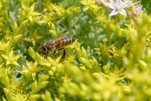 Close-up blooming Sedum acre Aureum with a bee gathering pollen from a flower. Honey plant.