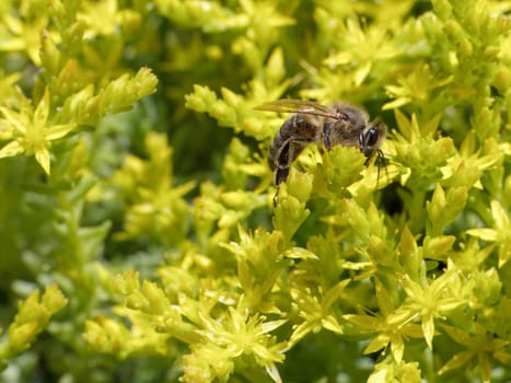 Close-up blooming Sedum acre Aureum with a bee gathering pollen from a flower. Honey plant.