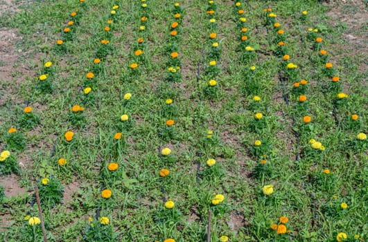 Chernobyvtsy flowers in the garden in Cyprus 1